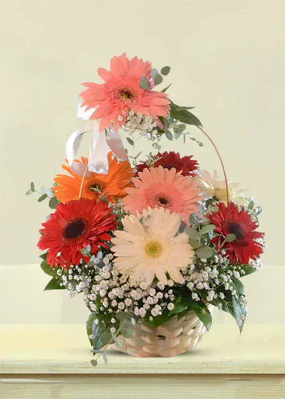 Gerbera Jamesonii
