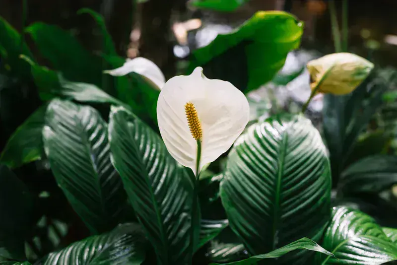 Spathiphyllum (Barış Çiçeği)
