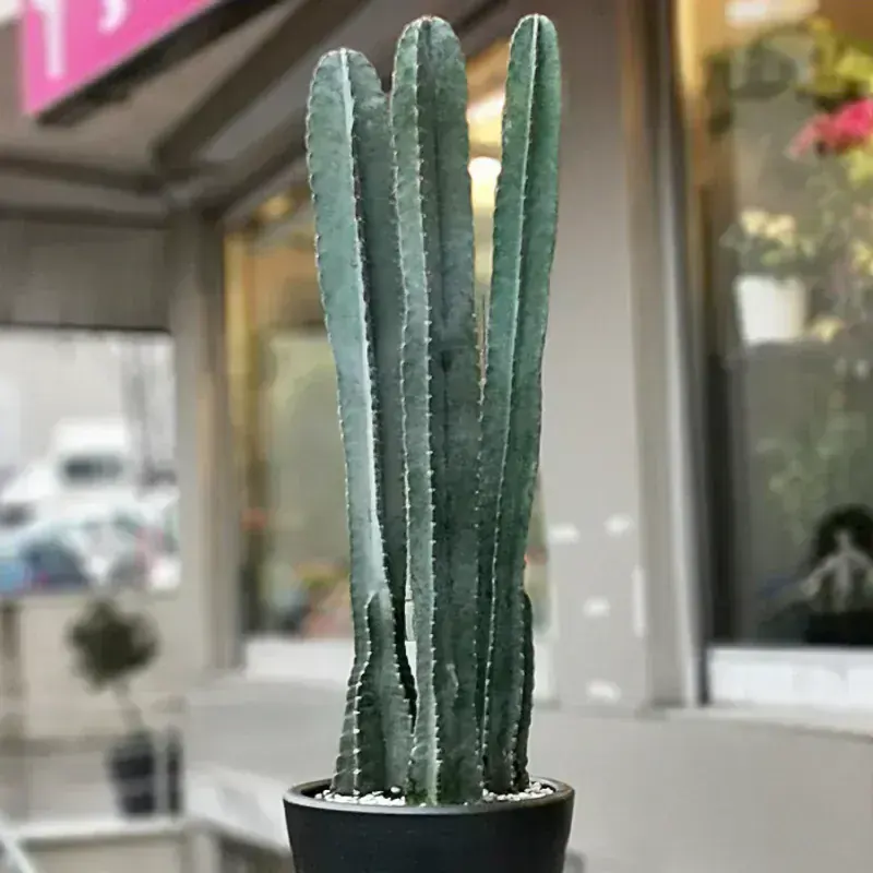 Cereus Peruvianus (Sütun Kaktüs)