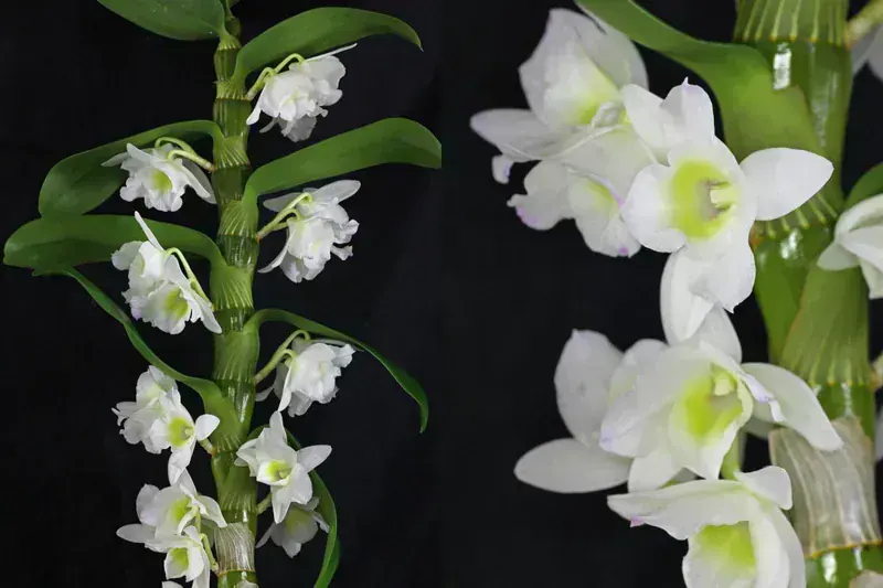 Dendrobium Nobile