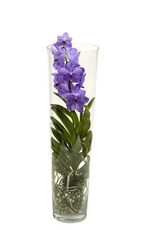 Vanda Orkide
