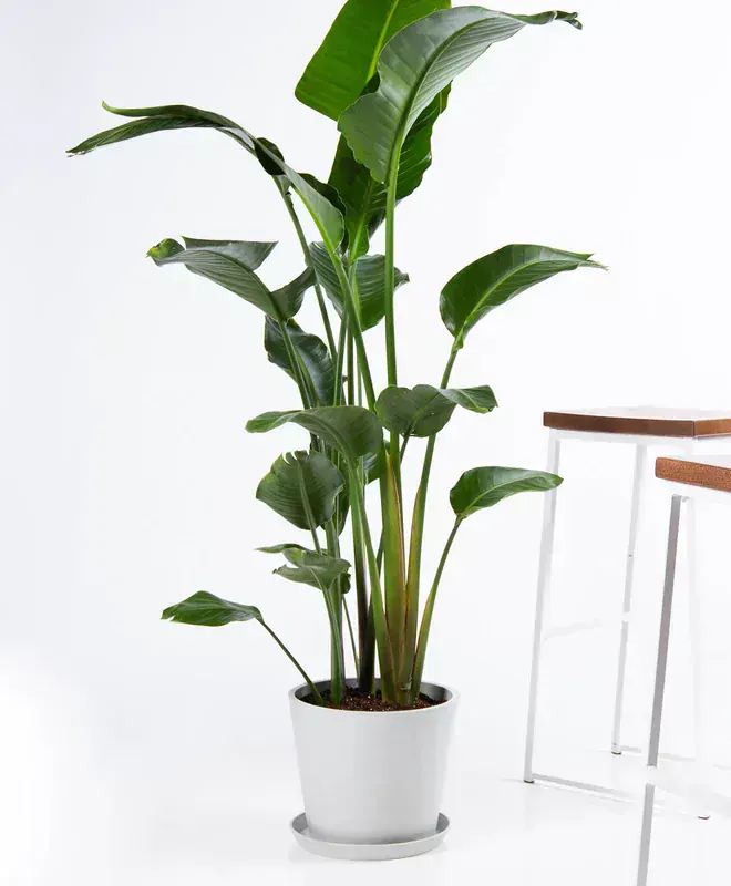 Bird of Paradise Salon Bitkisi Seri 11