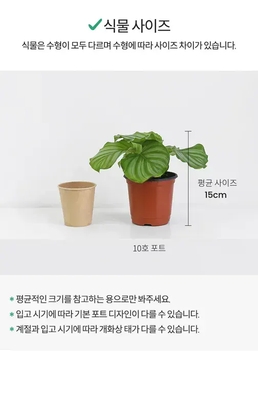 Calathea Orbifolia Salon Bitkisi Seri 10